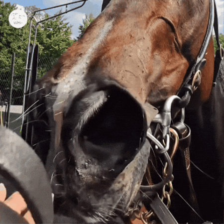 Teeth Smile GIF by World Horse Racing
