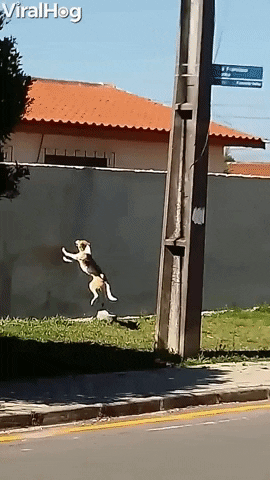 dog hops high wall GIF by ViralHog