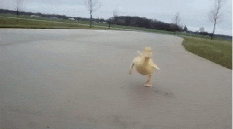 giphy.gif?cid=ecf05e47oczucubl9j228f6t68