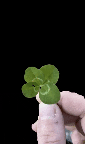 Manaluvia GIF