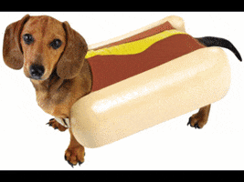 Hotdog Halloween Dog GIF