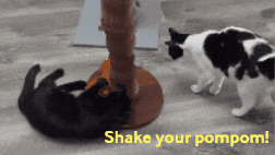 Funny Cats GIF