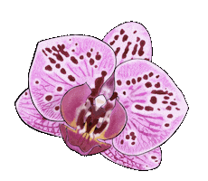 Happy Pink Sticker