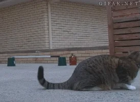 cat jumps off GIF