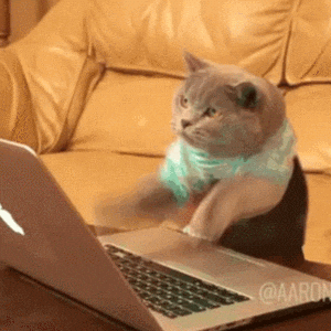  cat reaction cats working typing GIF