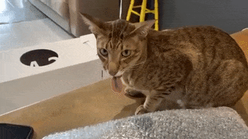 PipeWolf cat gross disgusting yuck GIF
