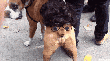Halloween GIF