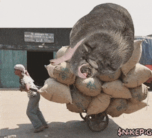 Pig Cardano GIF by Nikepig