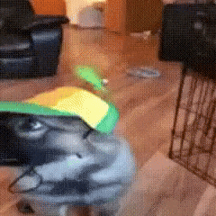 Dog Eyes GIF