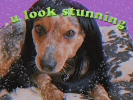 Dog You Look Stunning GIF by GIPHY Studios Originals