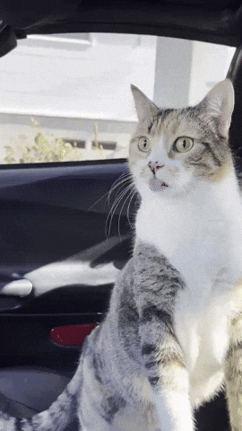 Cat Tongue GIF