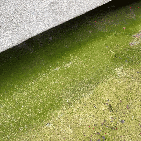 guidetobetterliving algae clean home lichen sprayandgo GIF