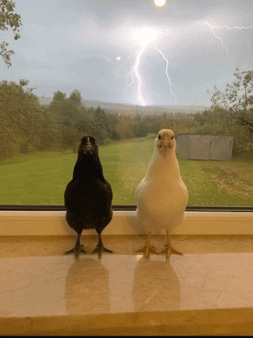 Good And Evil Chicken GIF