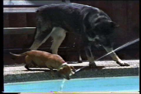 water dogs GIF by AFV Pets