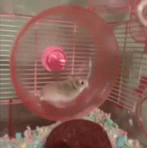 Hamster Wheel Funny GIFs - Get the best GIF on GIPHY