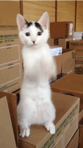 Video gif. Cat stands on its hindlegs on a cardboard box stack, repeatedly swiping its forelegs down.