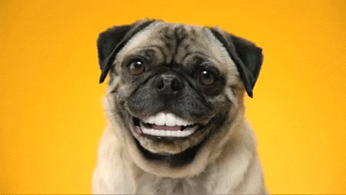 Dog Smile GIF - Find & Share on GIPHY