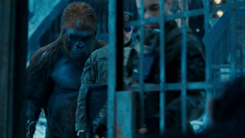 planet of the apes GIF by 20th Century Fox Home Entertainment