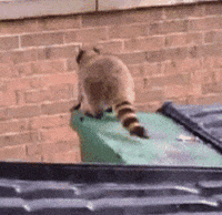 Jump Falling GIF Jump Falling GIF