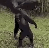 Chimp Reaction GIF