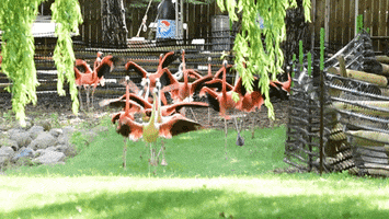 flamingo running GIF by Milwaukee County Zoo
