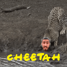 Leopard Cheetah GIF