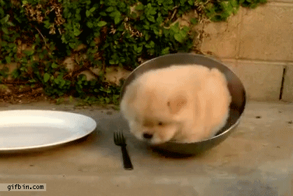 Confused Puppy GIFs - Get the best GIF on GIPHY