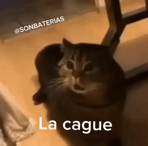 Cat La Cague GIF by Sonbaterias