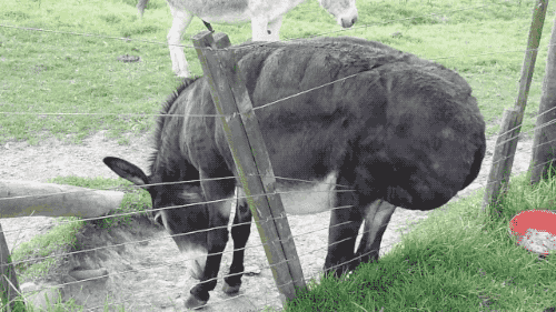 Giphy - scratch donkey GIF