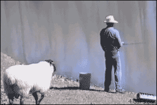 Giphy - sheep rams GIF