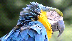 sun conure parrot GIF