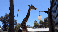 Nolean the Giraffe Prepares for Giant-Sized Pedicure