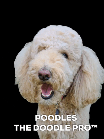 Poodle GIF by doodlepro