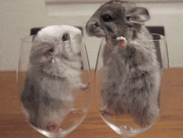 Rodent Love GIF