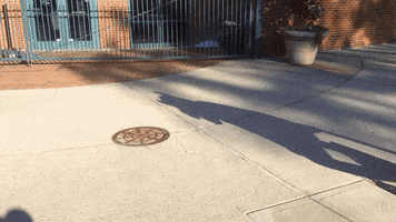 durhambulls durhambulls GIF