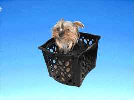 Yorkshire Fly Dog GIF by Design4 web solutions