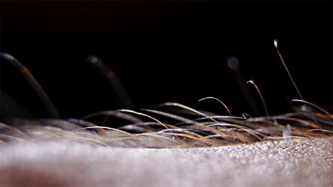 giphy.webp?cid=6c09b952umyu290gyswxx0cld