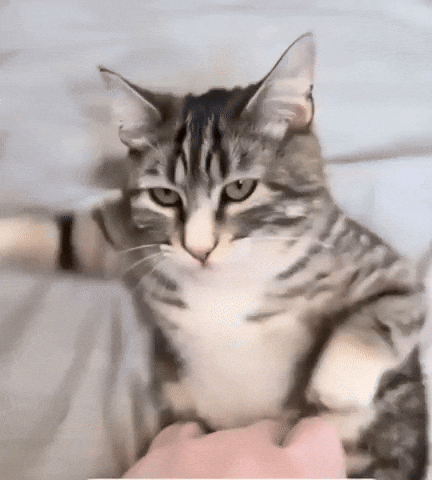 Cat Meme GIF