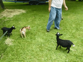 animals being jerks asshat GIF