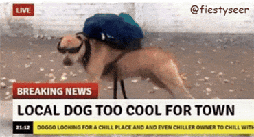 Local Dog Too Cool For Town GIF