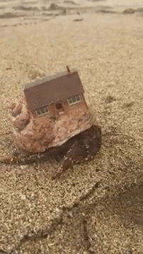 house crab GIF