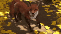 Fox Tv Comedy GIF by Ghosted - Find & Share on GIPHY