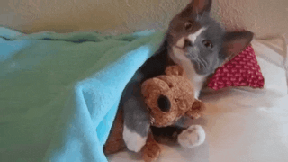 Video gif. A cat that is laying on a pillow and tucked into a blanket stares us down as it cuddles its stuffed teddy bear closer.