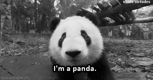 Love Baby Cute Fluffy Panda Panda Cartoon