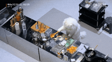 흑백논리요리사 GIF