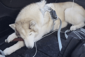 Mila GIF