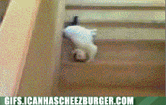Cat Falling GIF
