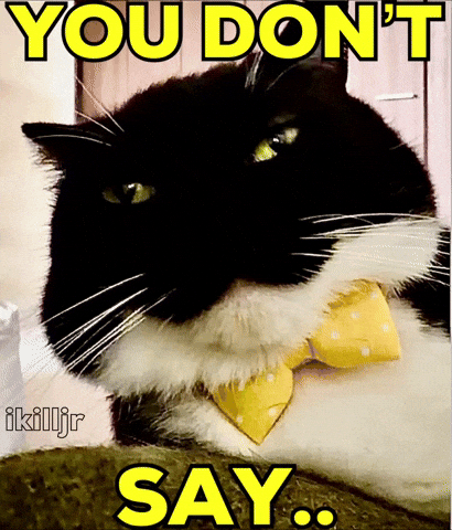 Cat Instagram GIF