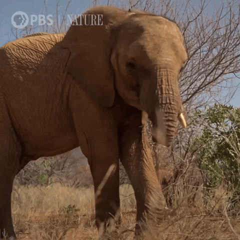 Explore Pbs Nature GIF by Nature on PBS