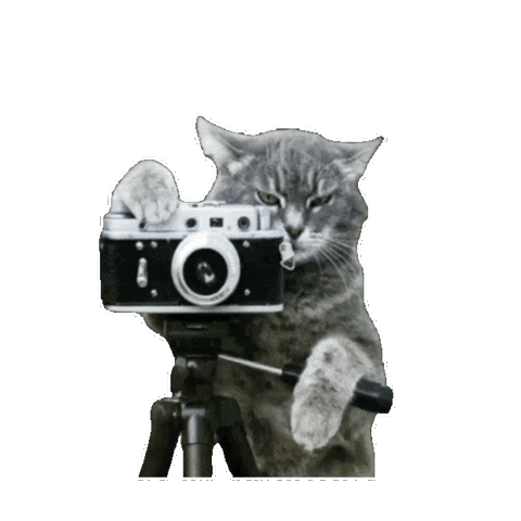 Cat Photography Sticker